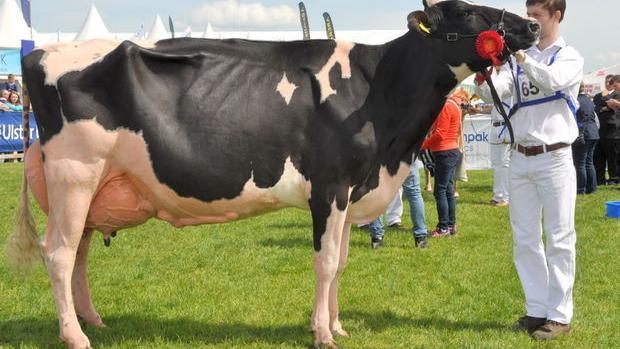 Dairying news in faraway pastures